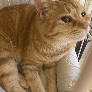 おしゃべり大好きスリゴロクリームちゃん♀