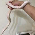 コーンスネーク♀3歳
