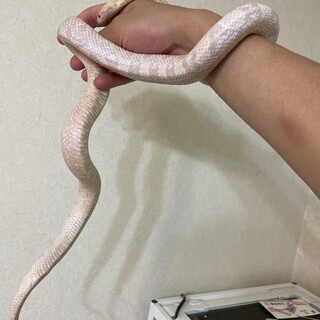 コーンスネーク♀3歳