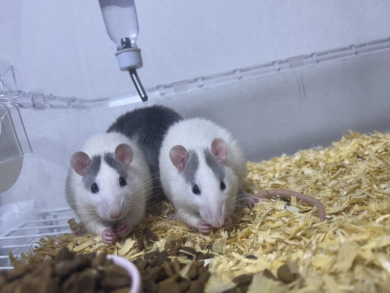 ファンシーラット オス 兵庫県 小動物の里親募集 4124 ペットのおうち 月間利用者150万人