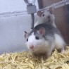 ファンシーラット　オス サムネイル2