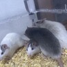 ファンシーラット　オス サムネイル3