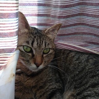 べたべた甘えっコ素質ありコタちゃん♀1歳