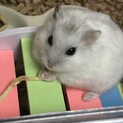パールホワイトジャンガリアン　6ヶ月