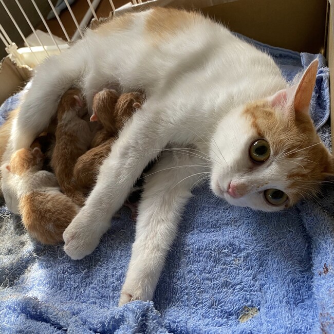 ミサベルのカバー写真