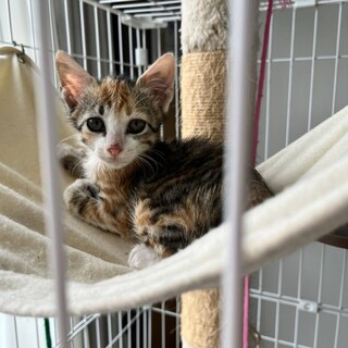 可愛い女の子♡オクラちゃん