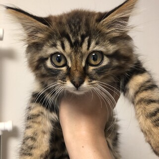 たけクン♂　可愛い　元気で食いしん坊　人馴れOK