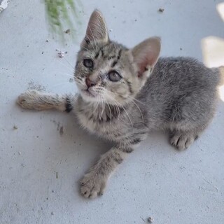 人慣れ抜群の子ネコ女子