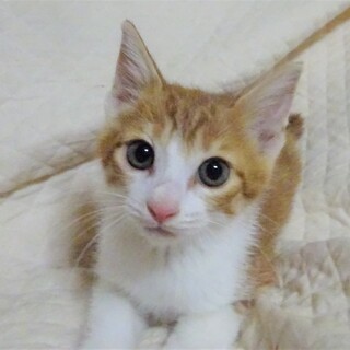 茶シロの柚樹（ゆずき）くん、兄弟と一緒に