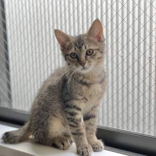甘えん坊♡キジトラ男の子