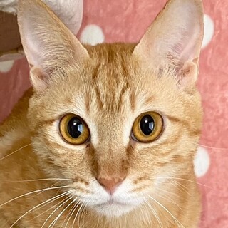 心優しい大吉くん