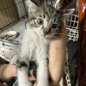子猫(雑種/キジ白) 生後2ヶ月 オス