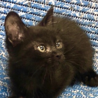 小粒サイズなお目々パッチリの黒猫君です