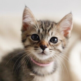 募集停止。馴れキジトラ女子みつき