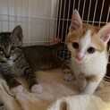 生後2ヶ月！人馴れ抜群！甘えん坊の子猫ちゃん