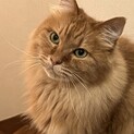 温厚な大きい長毛茶トラの男子 できれば妹と２匹で!