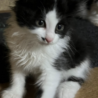 ふわっふわ☆人懐っこいシュプリームくん