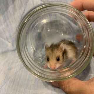 ゴールデンハムスター　ノーマルサテン