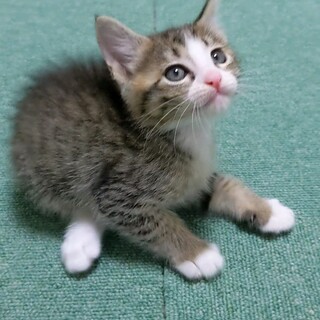愛嬌があって甘えん坊なふく君