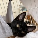 一時停止中　ベタ慣れ甘えん坊な黒猫２ヶ月