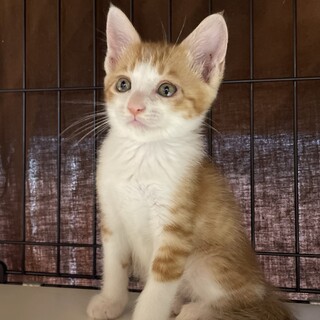 優しい茶白さん