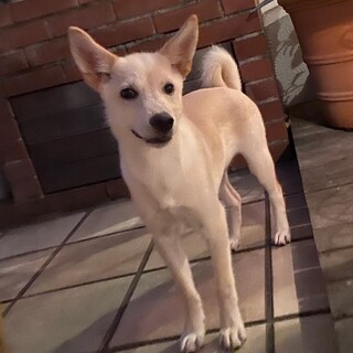 穏やかで優しい、でも好奇心旺盛なアポロ君