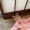 らきとろ