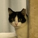 お目目がチャーミング　詩（うた）ちゃん