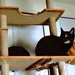 シャーされずに頭を撫でたい