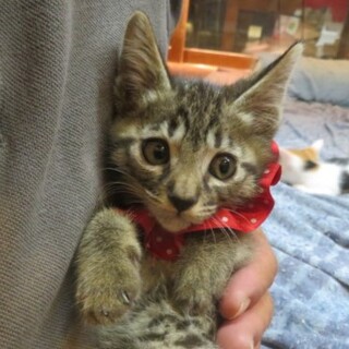 ちびっこ4兄妹・はるくん、医療しつけ済