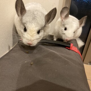 チンチラ　男の子　白