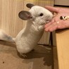 チンチラ　男の子　白 サムネイル2