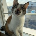 おっとり甘えん坊の三毛猫うたちゃん