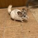 チンチラ　男の子　灰色と白のマダラ模様