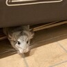 チンチラ　男の子　灰色と白のマダラ模様 サムネイル2