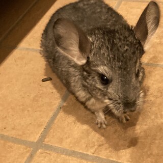 チンチラ　スタンダードカラー　女の子