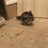 チンチラ　スタンダードカラー　女の子 サムネイル2