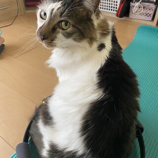 ちょっぴりもふもふの男の子りんちゃん