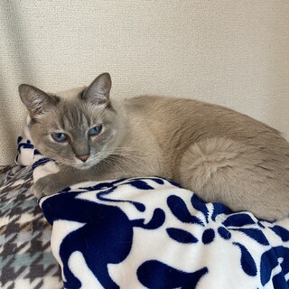 シャムっぽい？ゆきちゃん