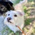 【ポッペ】テリア系ミックスの中型犬です。