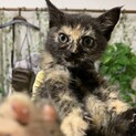 仔猫のサビちゃん