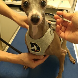 元気な甘えん坊な女の子