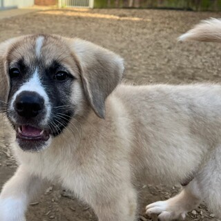 猪突猛進！トルネードパピー♡Prado