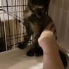 珍しい色の小さなサビ柄の子猫ちゃん サムネイル7