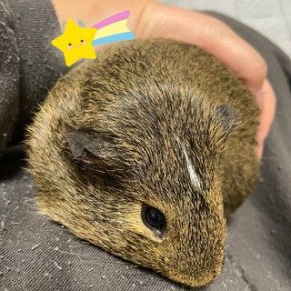 急募！モルモット