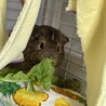 急募！モルモット サムネイル2