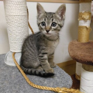 8/25里親さん決定です。有り難うございます。