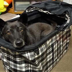 「頂き物・その２」サムネイル1