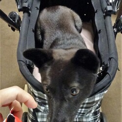 「頂き物・その２」サムネイル3