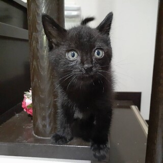 バス停にすてられていた大人しい黒猫